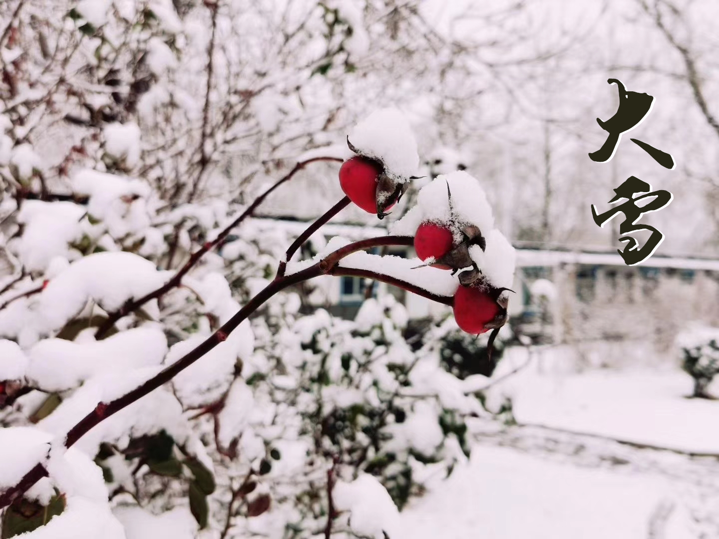 大雪 ▎萬象曉一色，皓然天地中