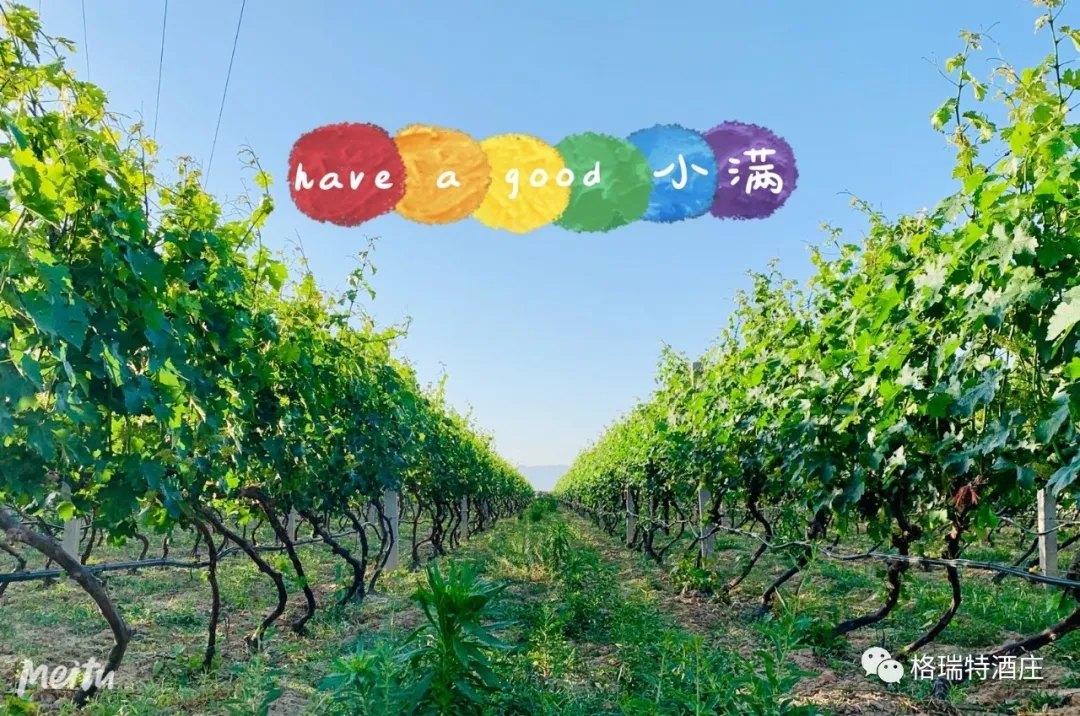 記錄小滿時(shí)節(jié)的酒莊、怎一美字了得！