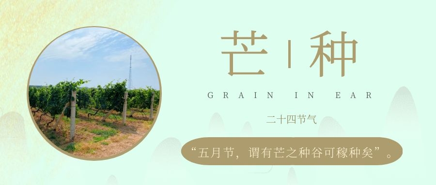 芒種 ▎風(fēng)吹葡園浪，蟬鳴夏始忙