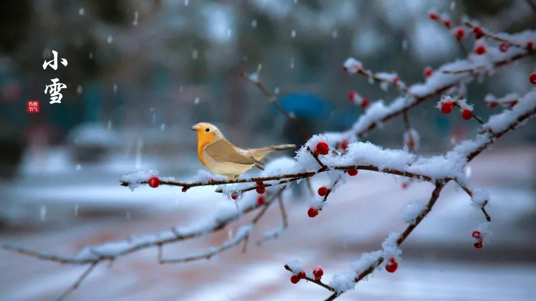 小雪 ▎等一地雪白，與歲月慢酌