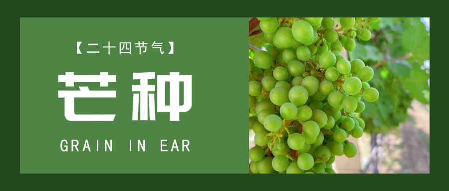 芒種 ▎忙終有獲，種得其所