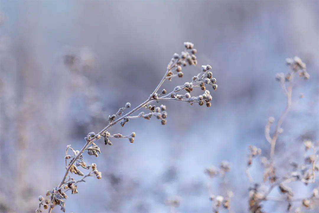 小雪 ▎冬藏萬物，歲月沉香