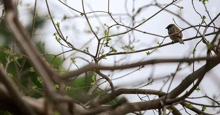 雨水||絲絲春雨潤萬物，杯杯美酒暖人心