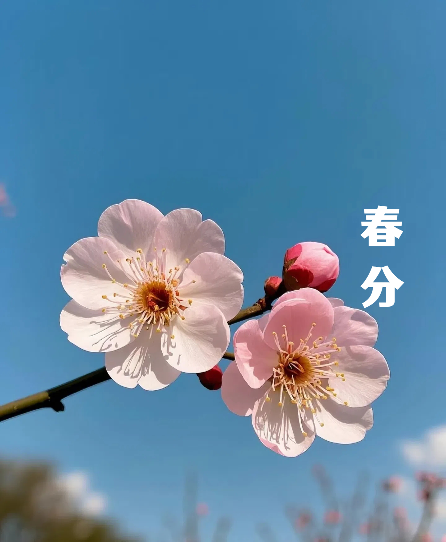 春分||花間一壺酒，莫負(fù)好時(shí)光